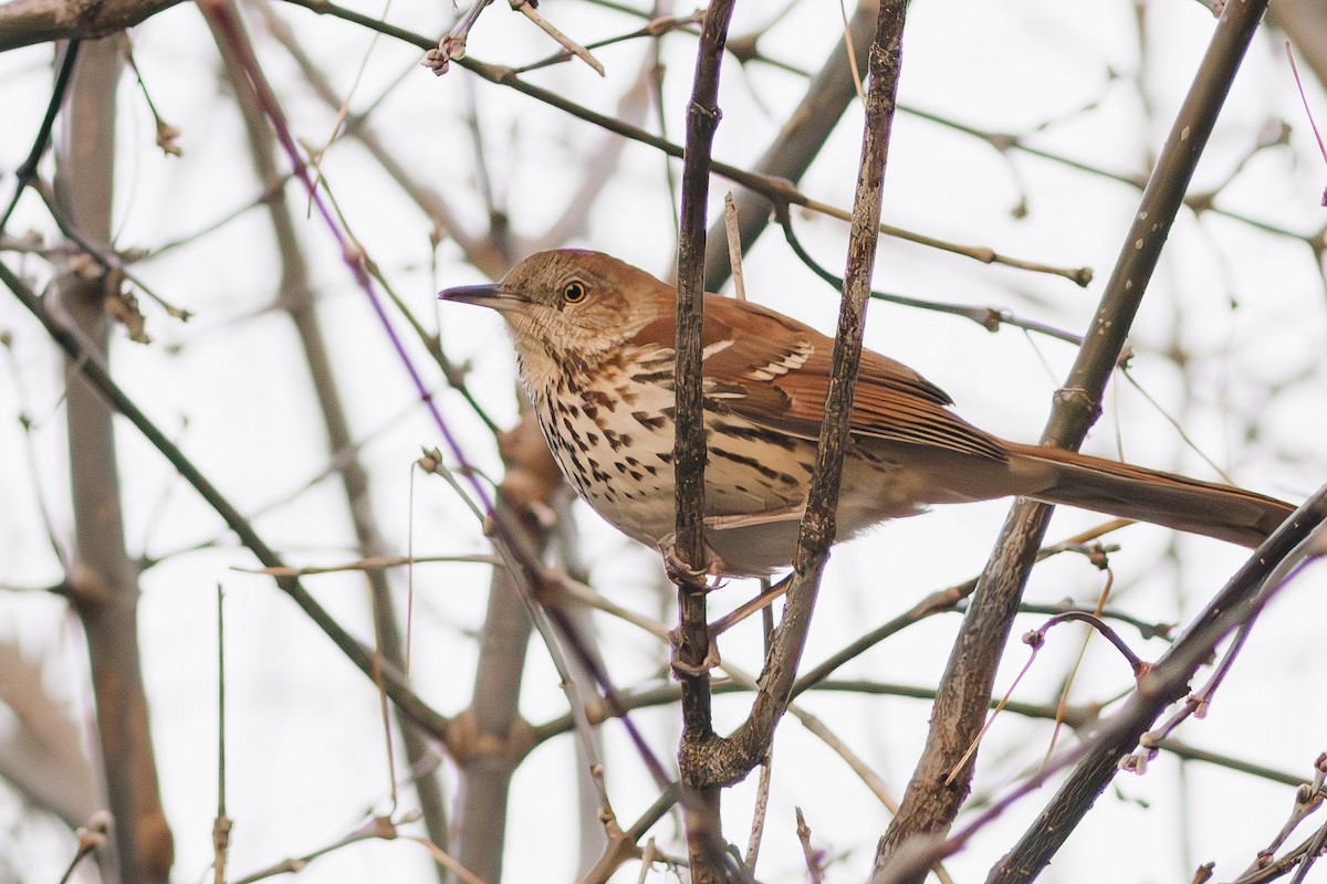 Brown Thrasher - ML612270864