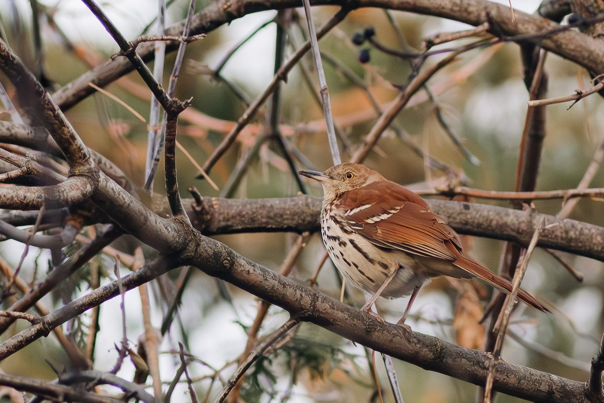 Brown Thrasher - ML612270865