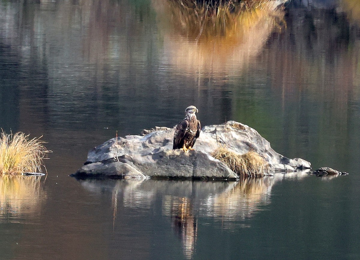 Weißkopf-Seeadler - ML612270926