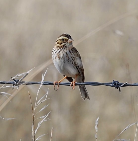 Savannah Sparrow - Daniel Murphy