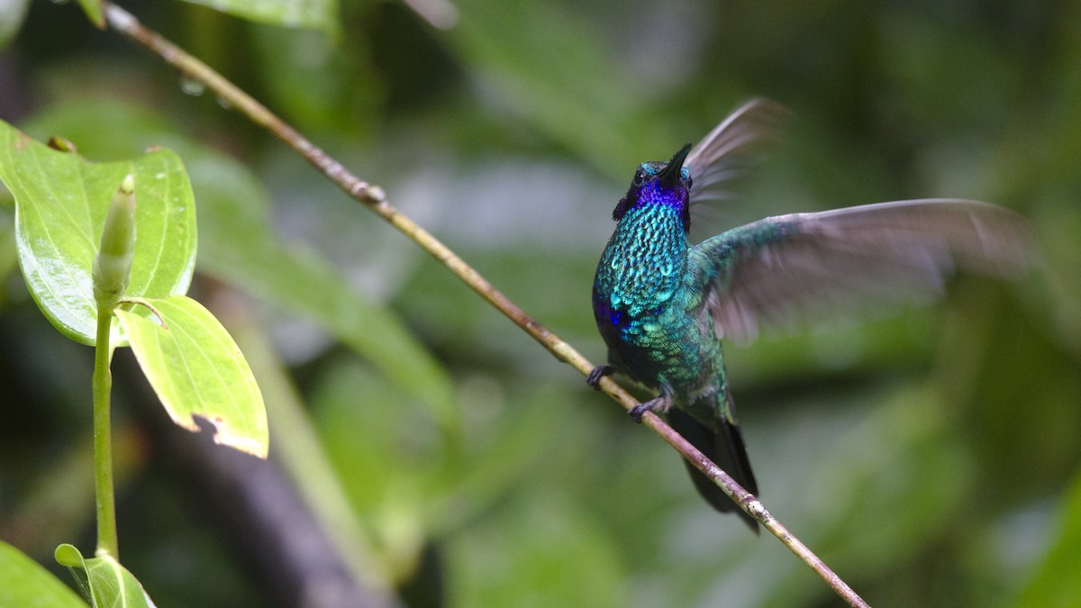 Sparkling Violetear - Mark Scheel