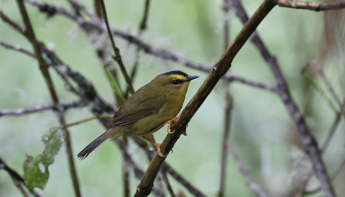 Black-crested Warbler - ML612271212
