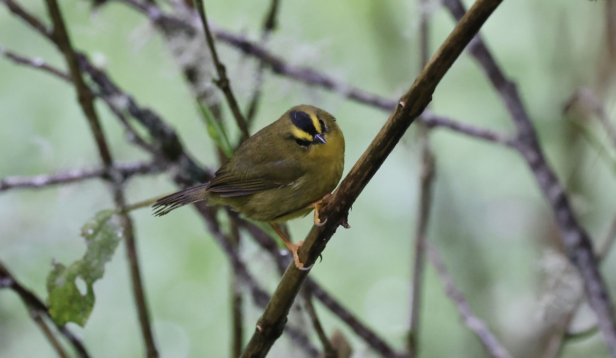 Black-crested Warbler - ML612271213