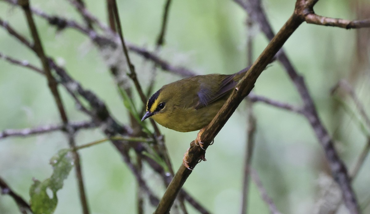 Black-crested Warbler - ML612271214