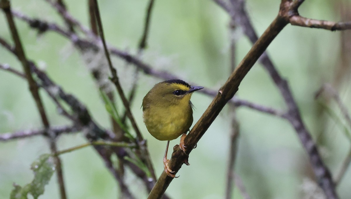 Black-crested Warbler - ML612271215