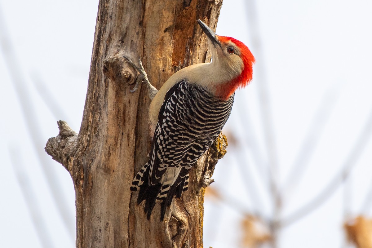 Red-bellied Woodpecker - ML612271217