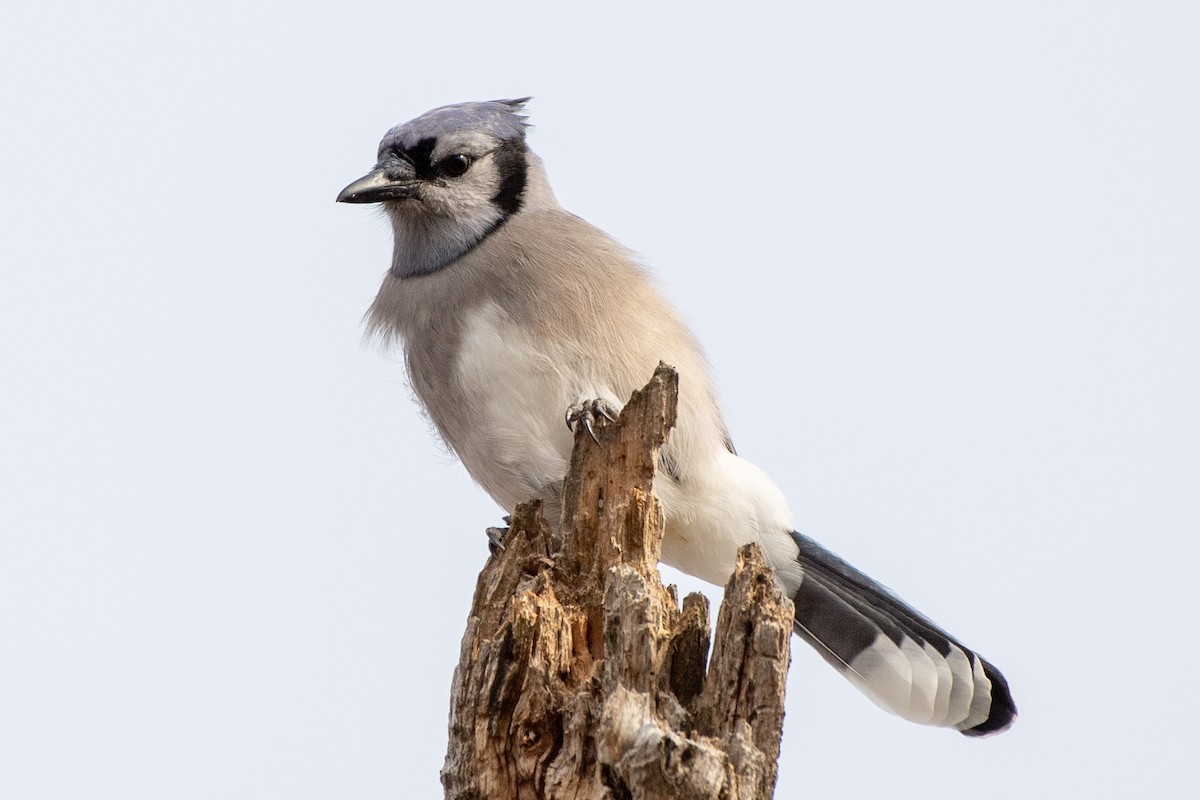 Blue Jay - ML612271245