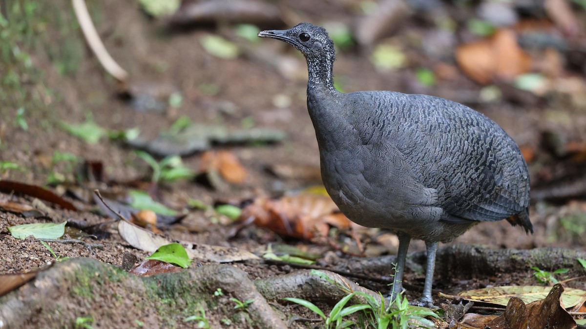 Gray Tinamou - ML612271268