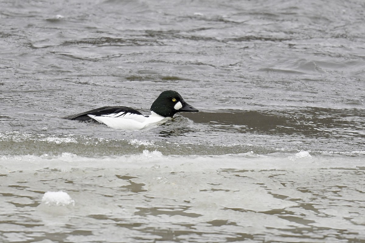 Common Goldeneye - ML612271281