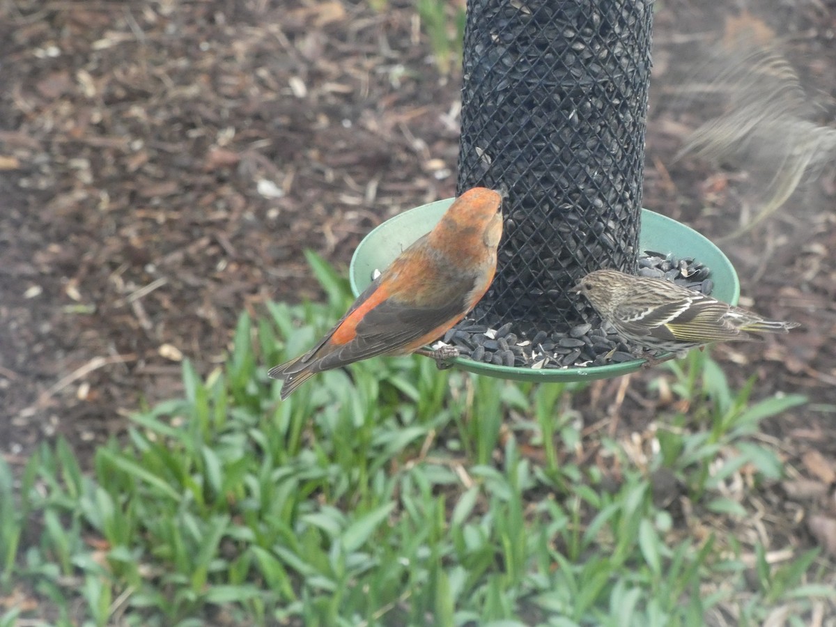 Red Crossbill - ML612271309