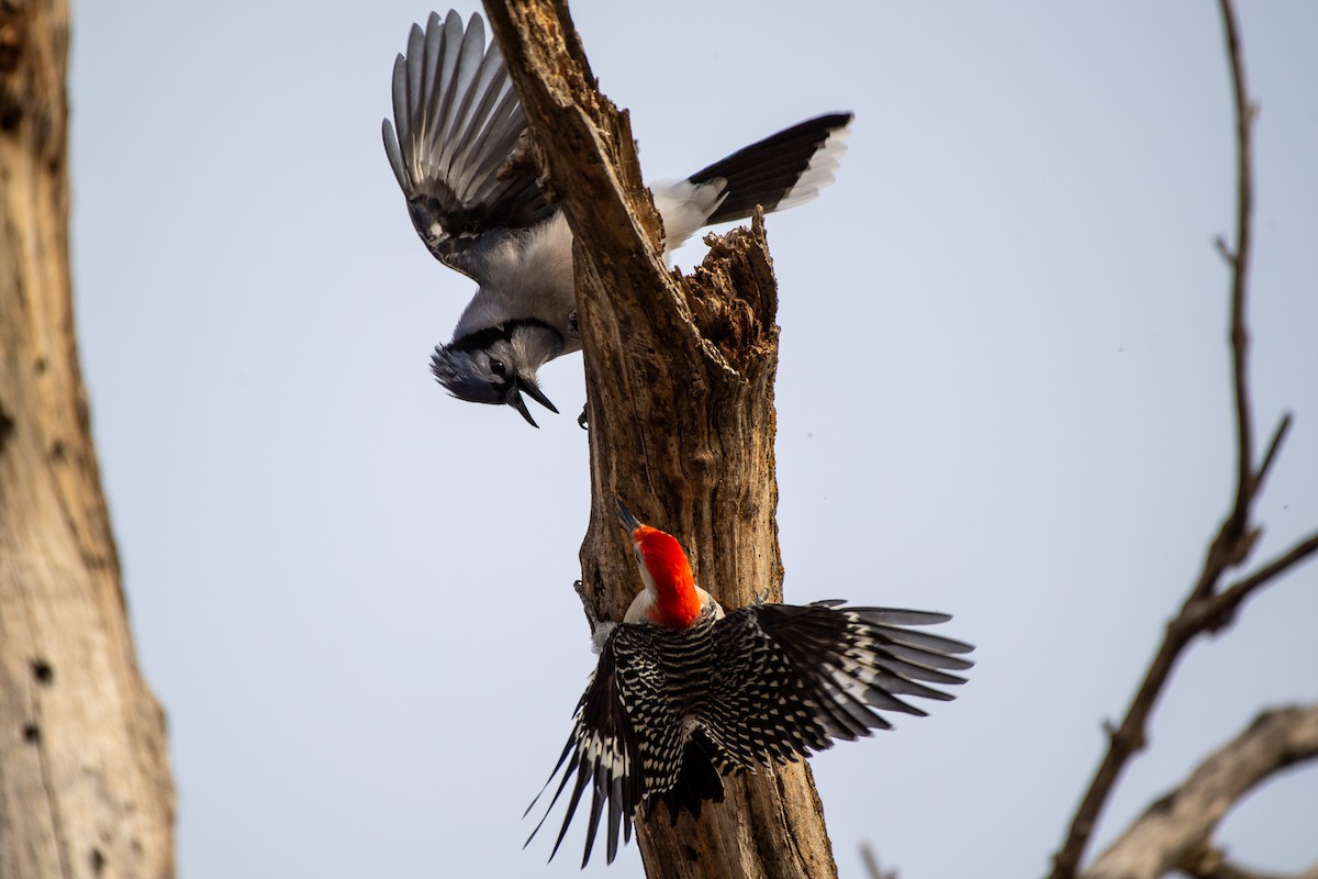 Red-bellied Woodpecker - ML612271310