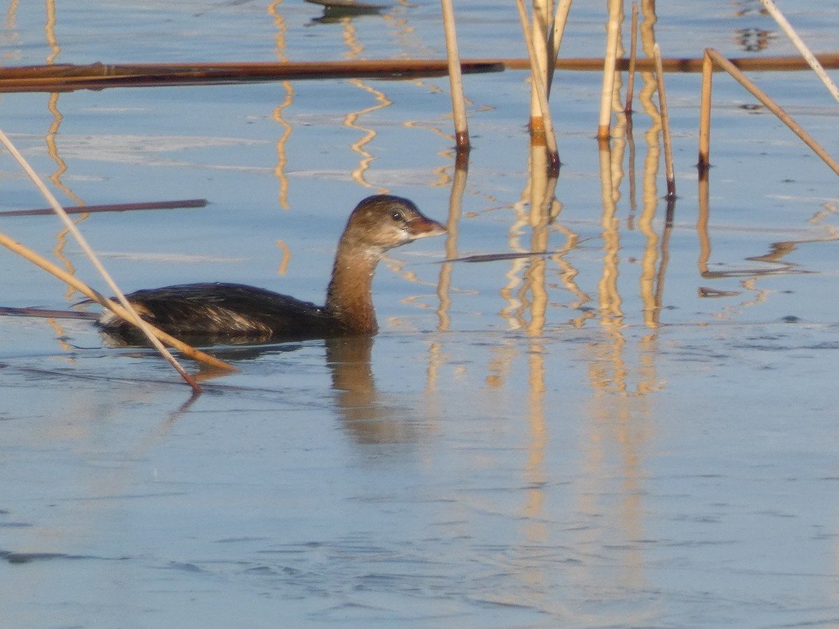 Pied-billed Grebe - ML612271322