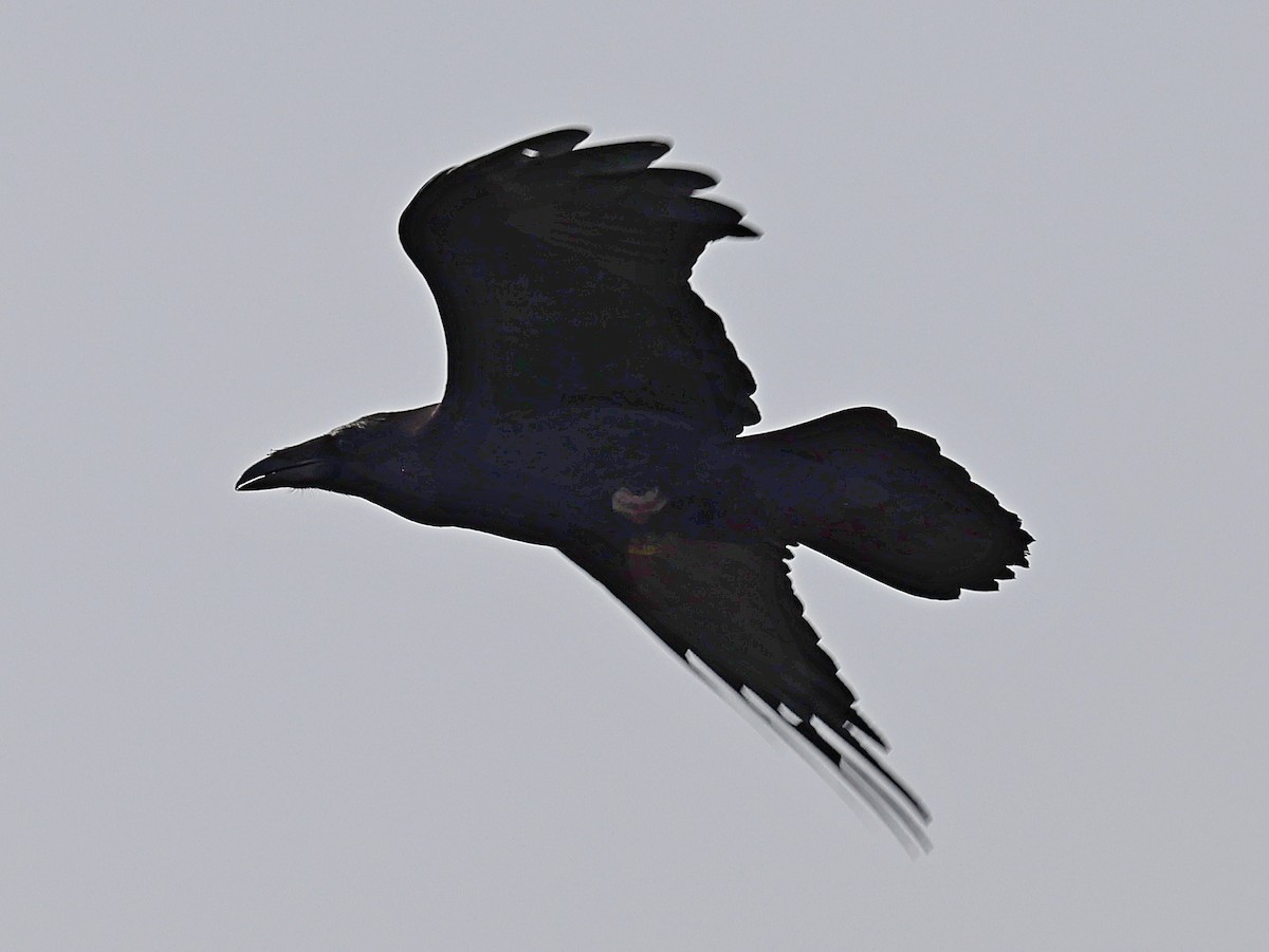 Common Raven - Daniel Murphy