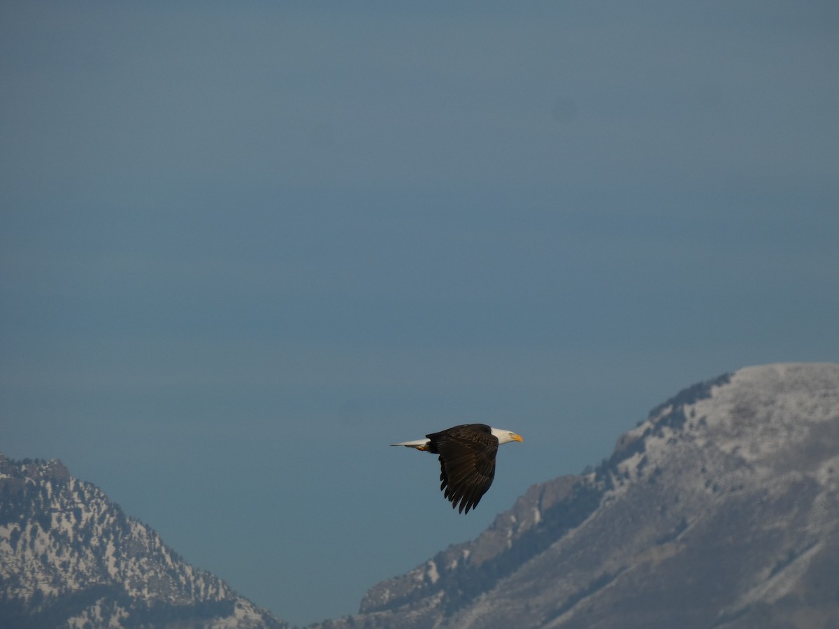 Bald Eagle - ML612271329