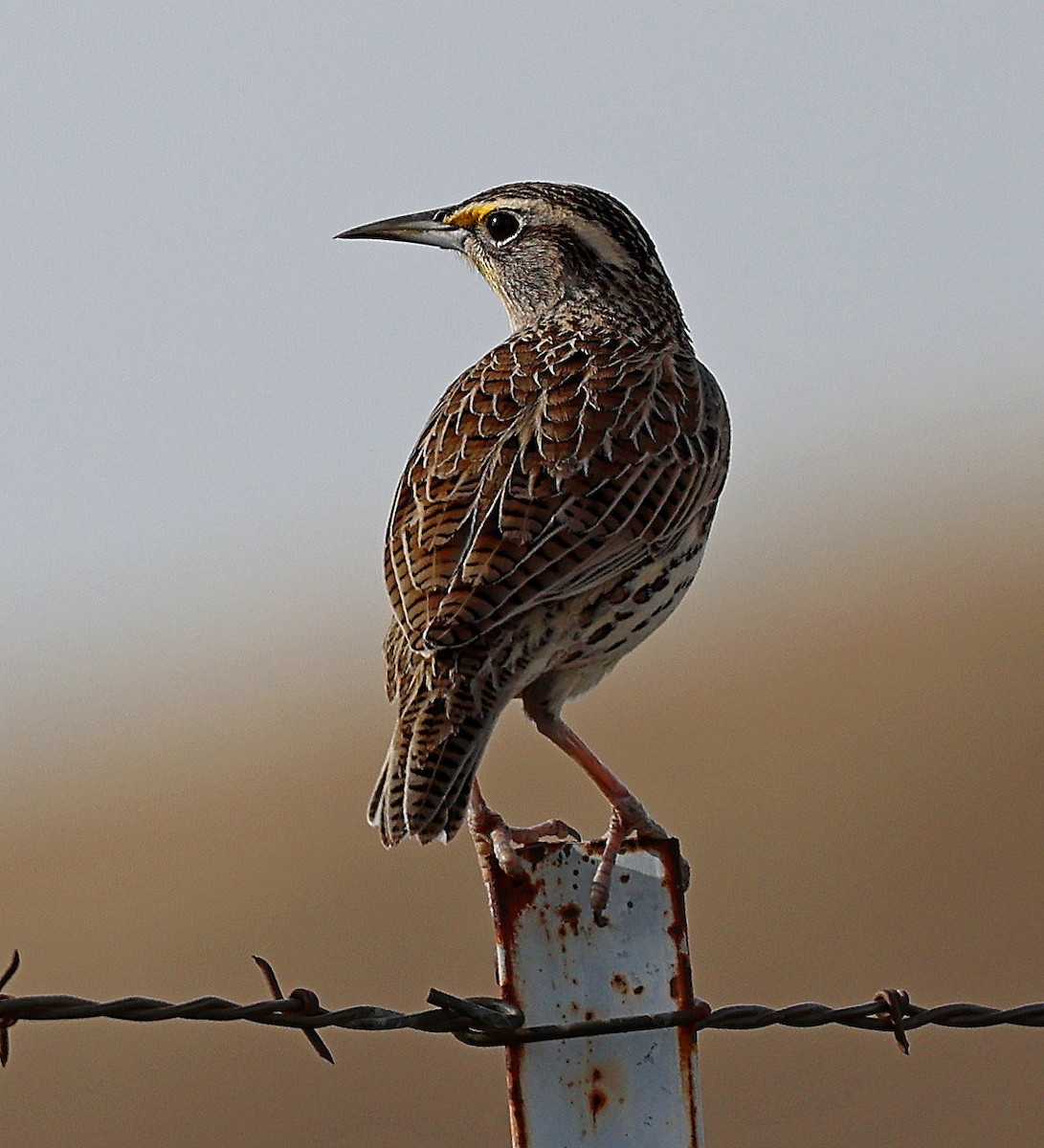 Western Meadowlark - ML612271331