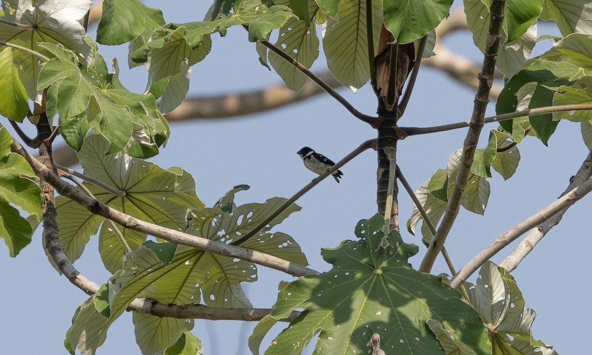 Wing-barred Seedeater (Wing-barred) - ML612271364