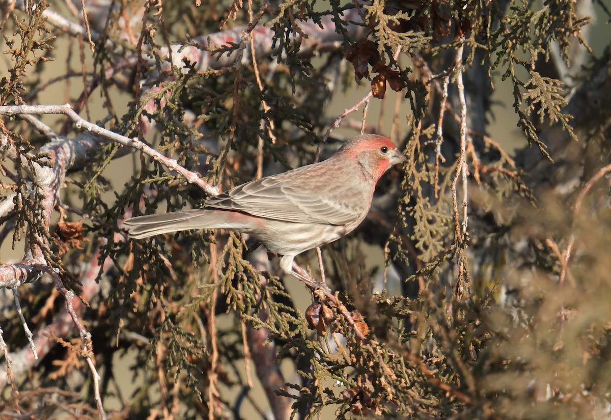 House Finch - Klaus Bielefeldt