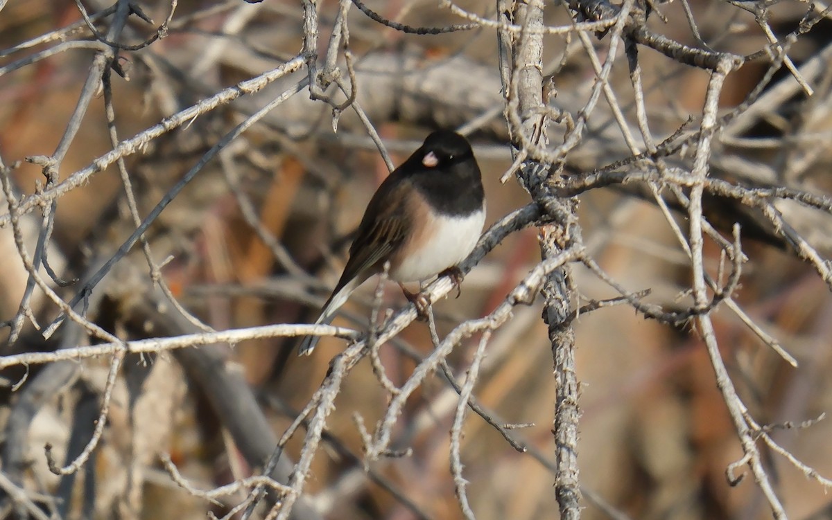 Dark-eyed Junco - Klaus Bielefeldt