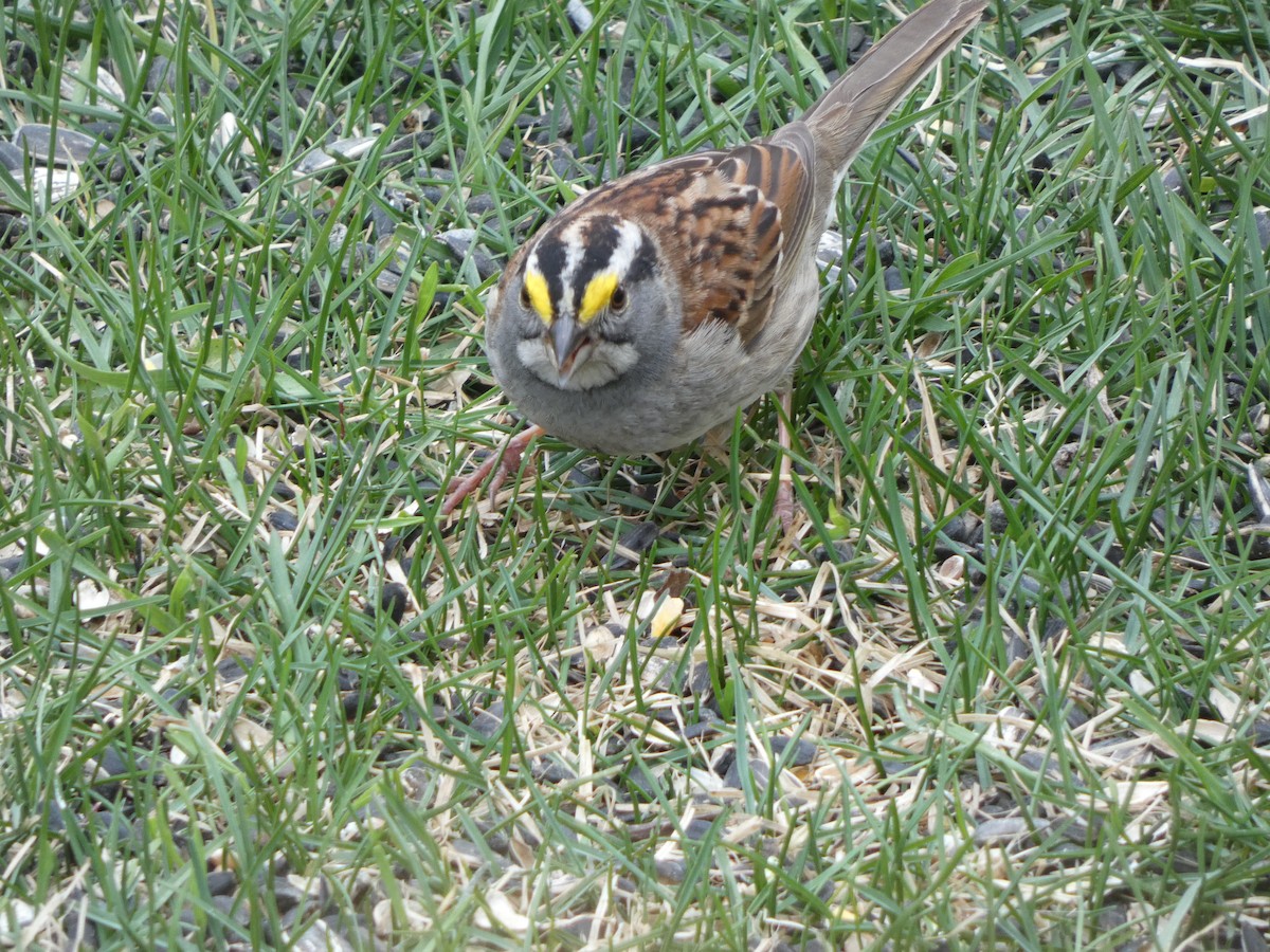 White-throated Sparrow - ML612271505