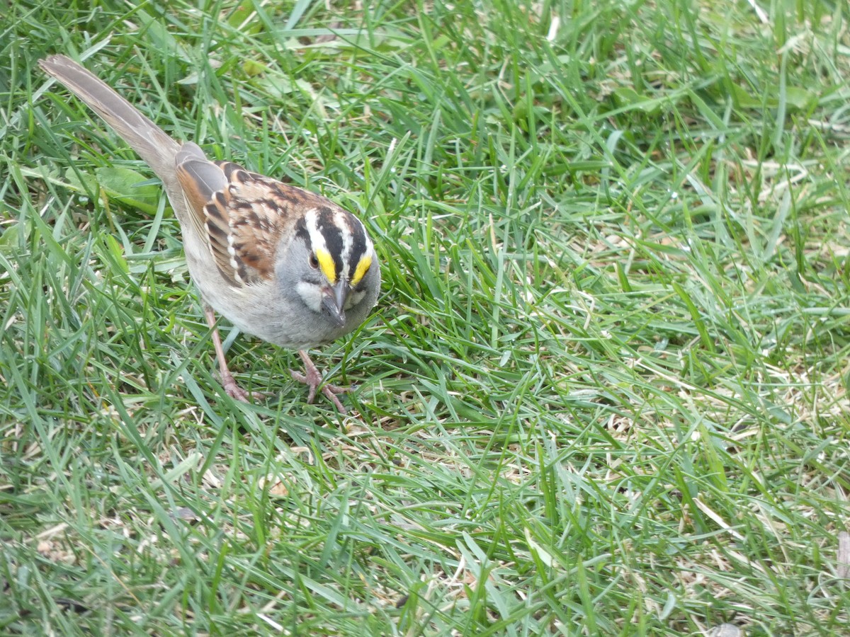 White-throated Sparrow - ML612271506