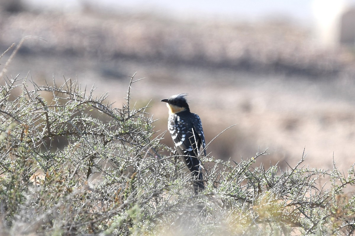 Great Spotted Cuckoo - Andre Vieira