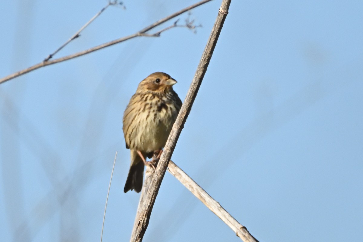 Corn Bunting - ML612271596