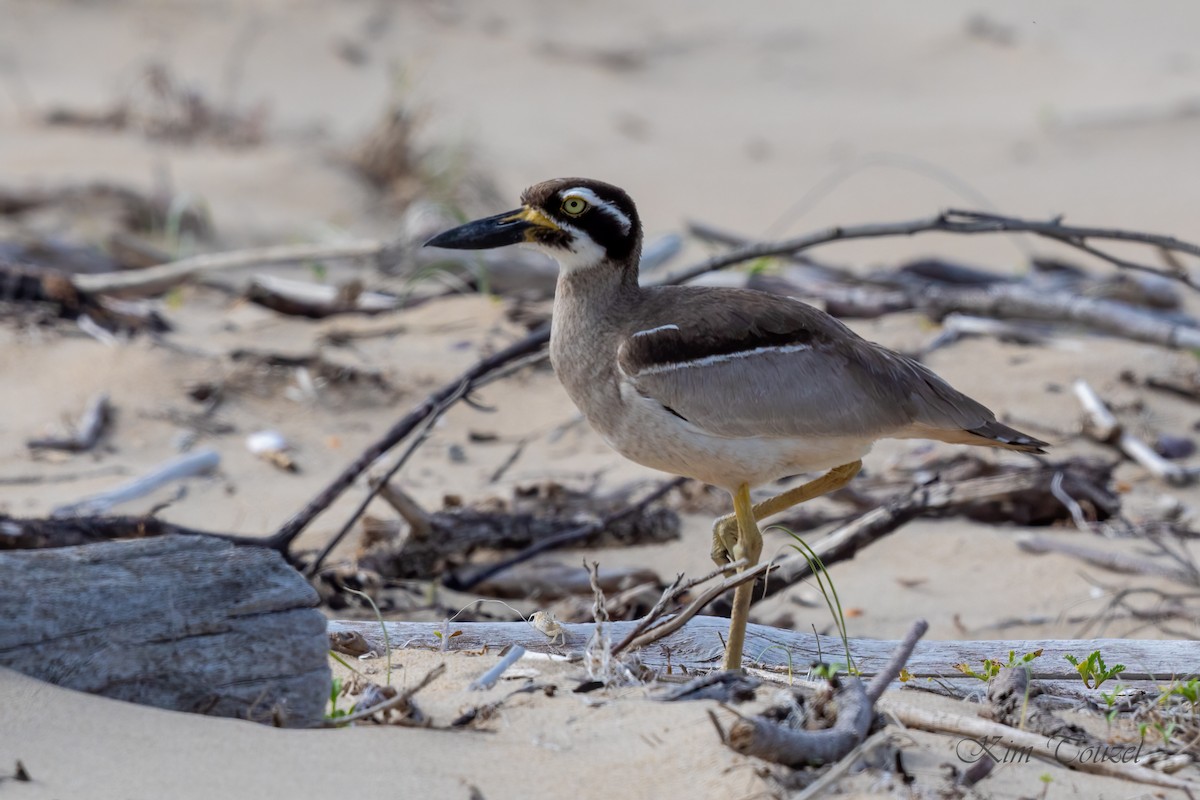 Beach Thick-knee - ML612271603