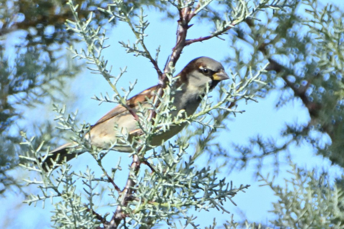 House Sparrow - ML612271608