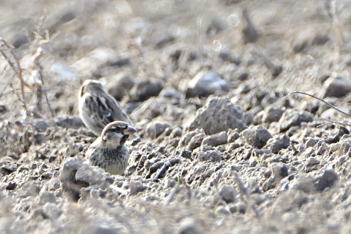 Spanish Sparrow - ML612271621