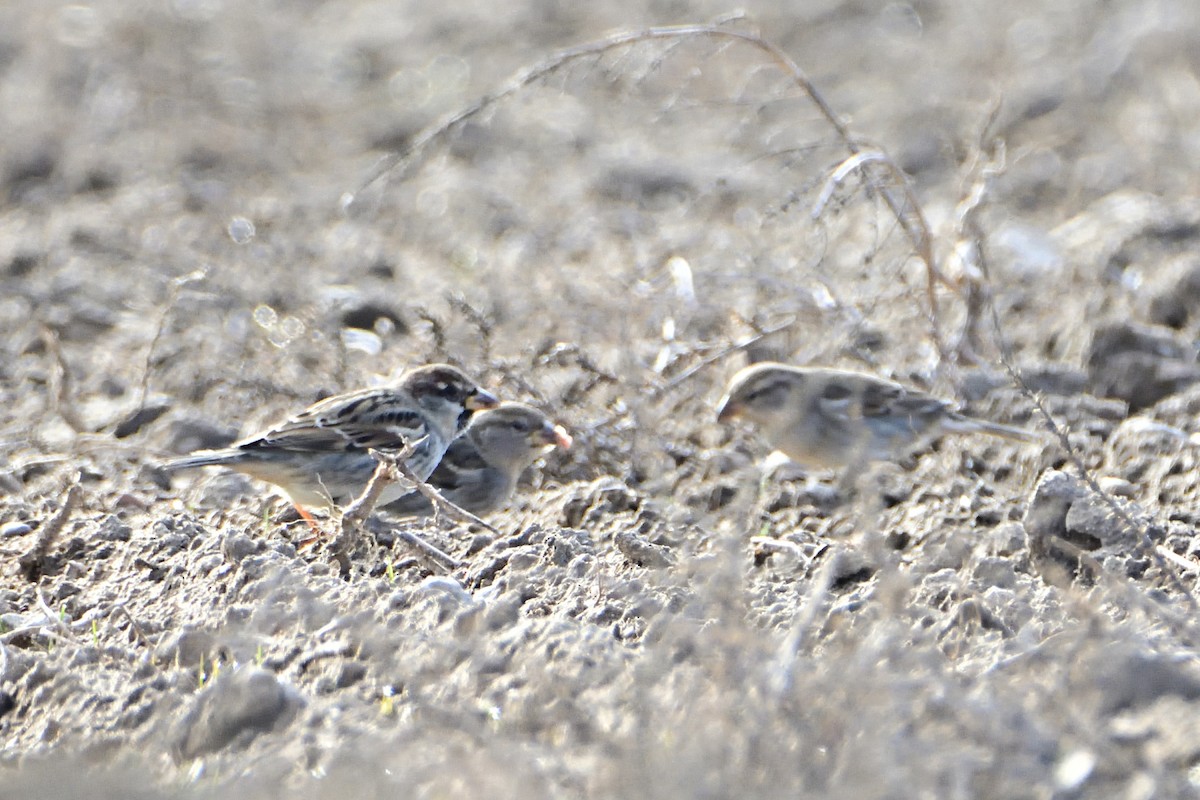 Spanish Sparrow - ML612271622