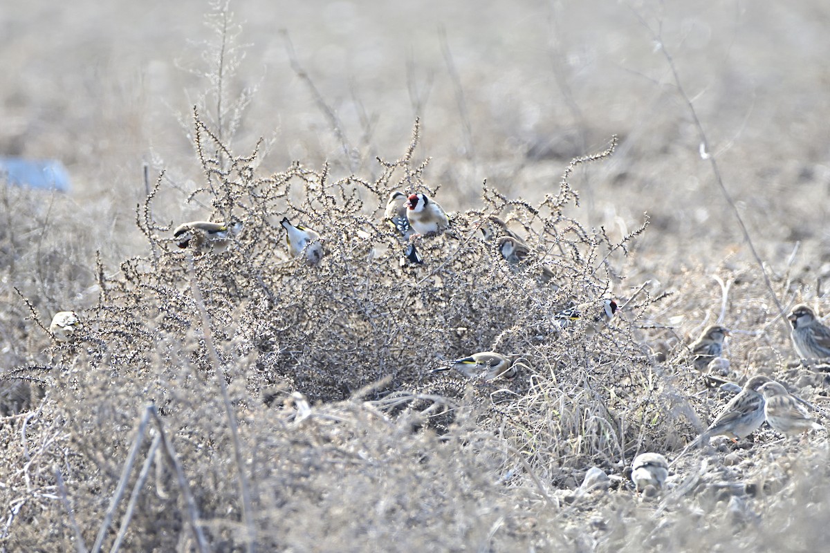 European Goldfinch - Mu Sano