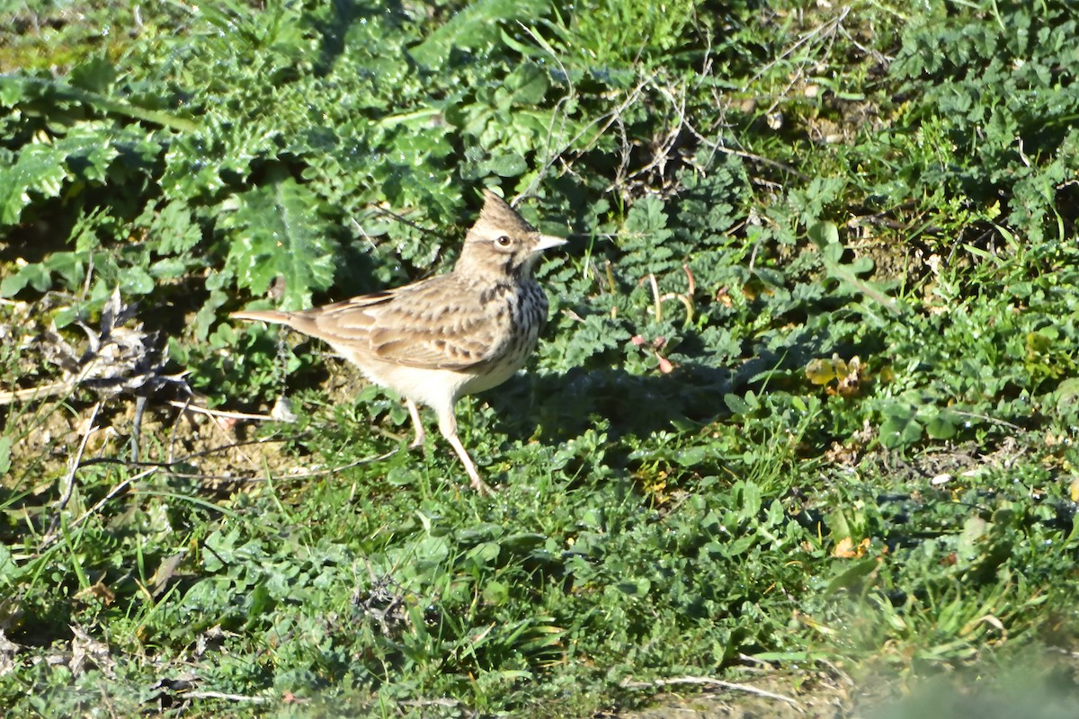 Crested Lark - ML612271644