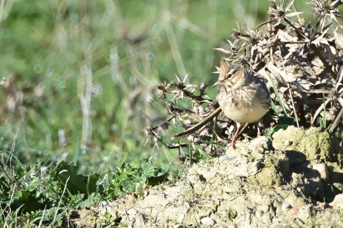 Crested Lark - ML612271645