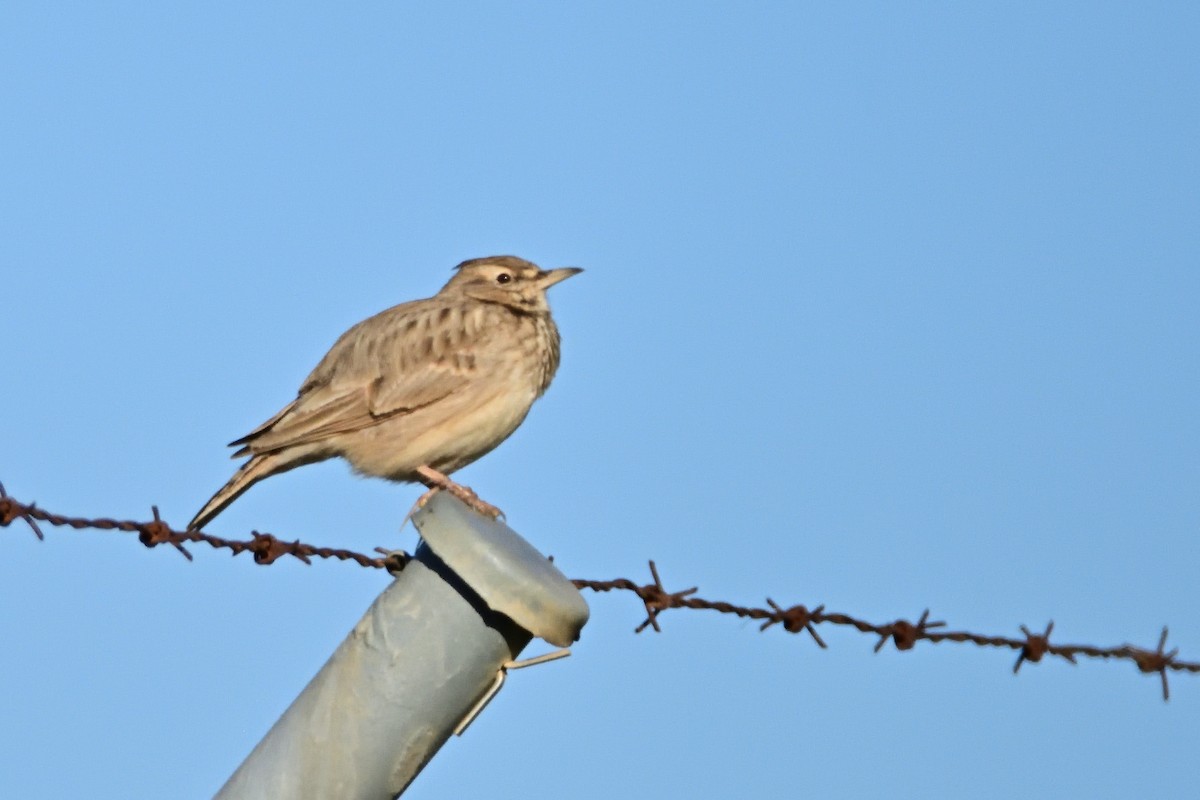 Crested Lark - ML612271669