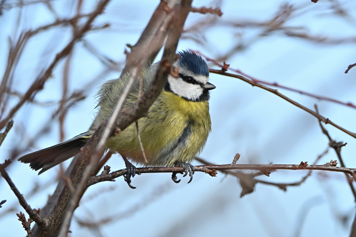 Eurasian Blue Tit - ML612271675