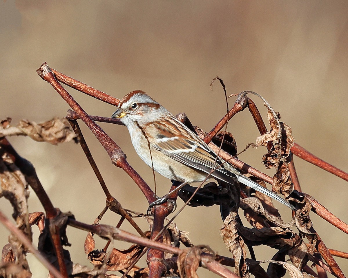 American Tree Sparrow - ML612271676