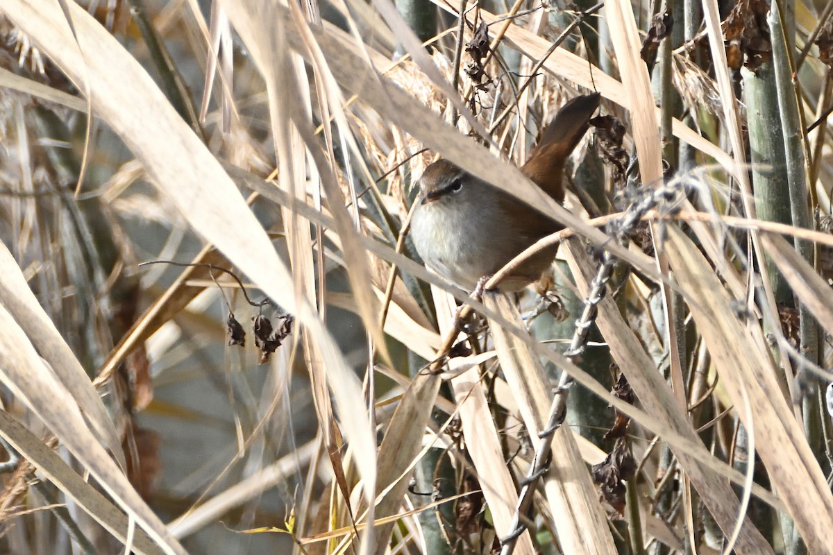 Cetti's Warbler - ML612271682