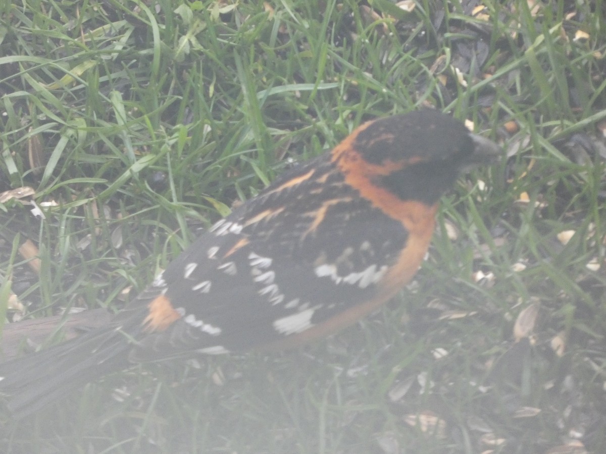 Black-headed Grosbeak - ML612271684