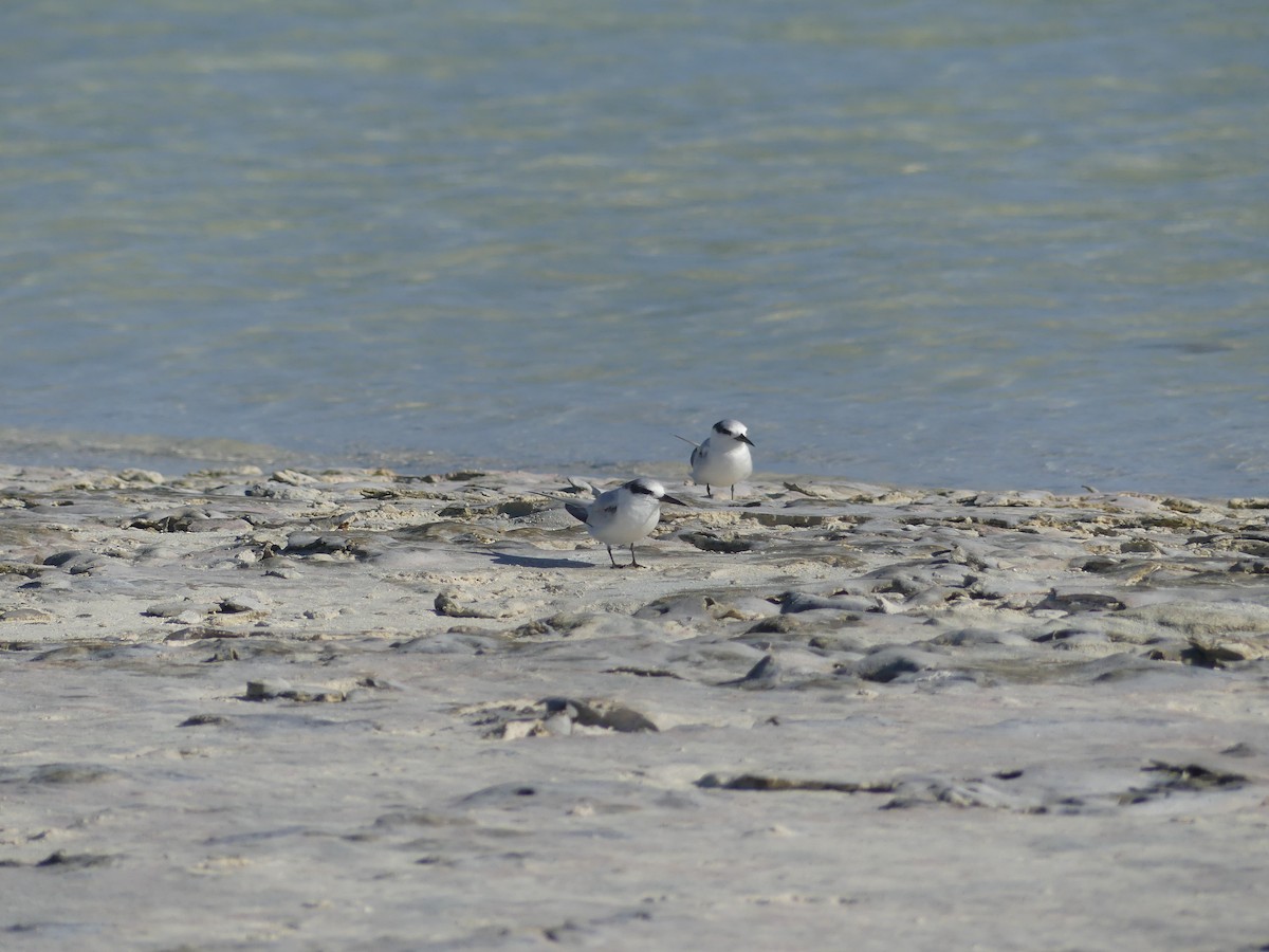 Saunders's Tern - Brian and Meg Johnson