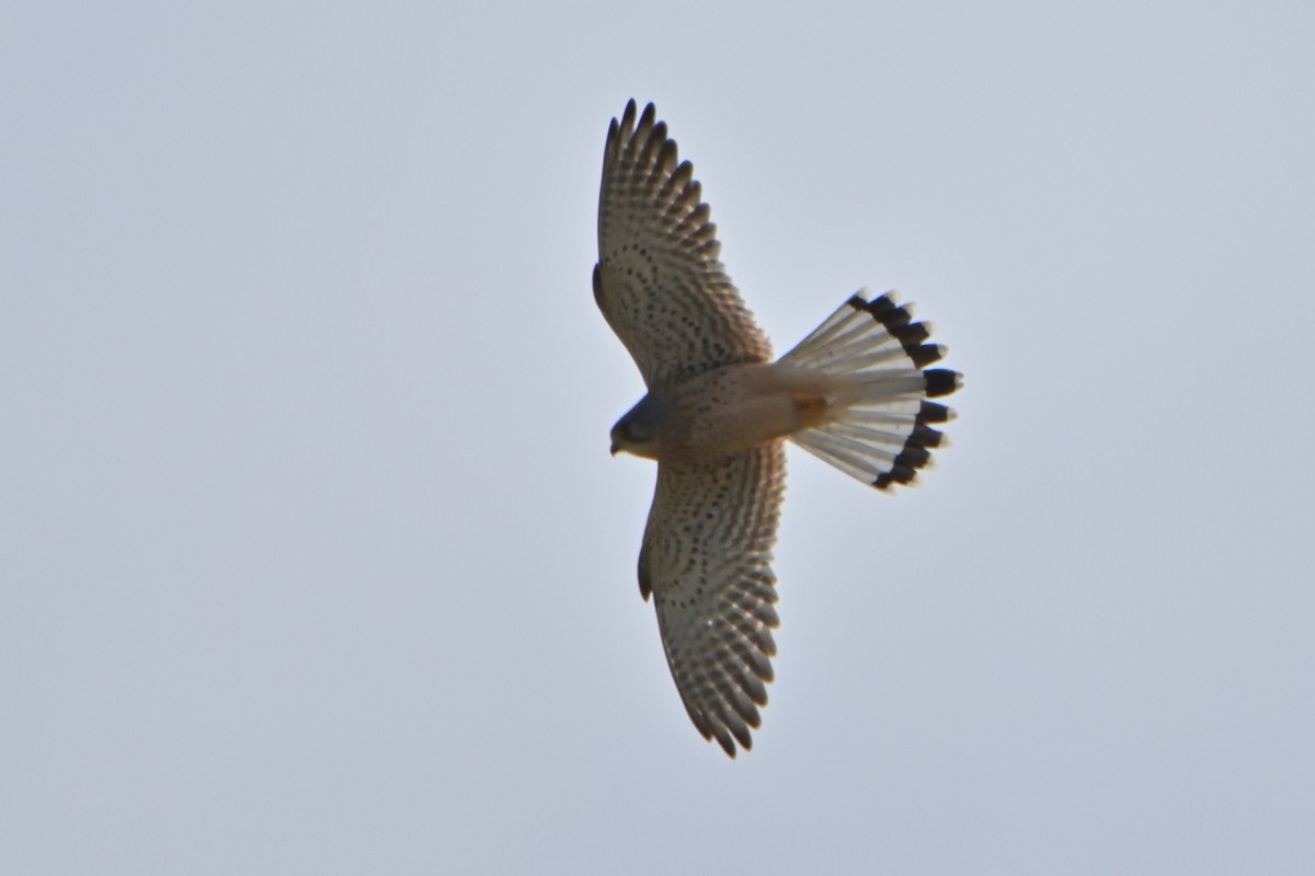 Eurasian Kestrel - ML612271701