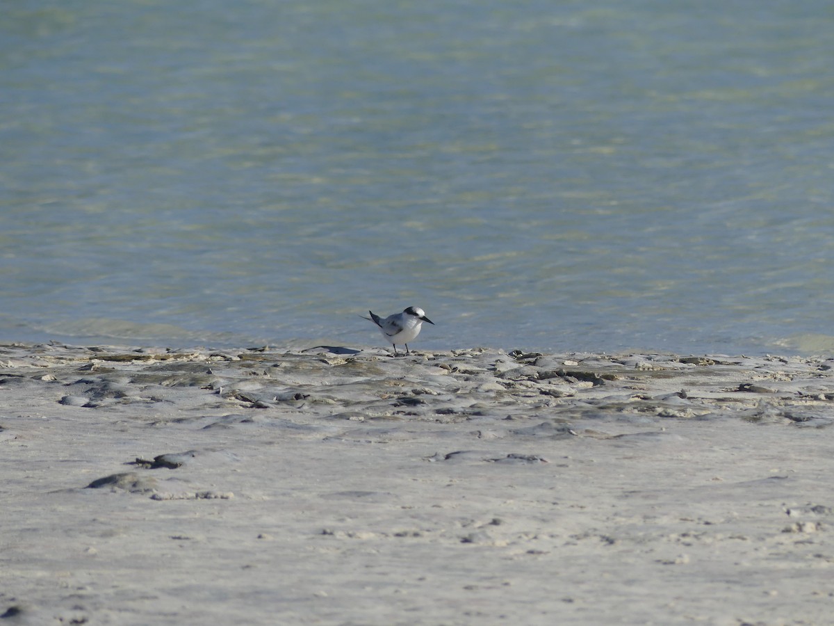 Saunders's Tern - Brian and Meg Johnson