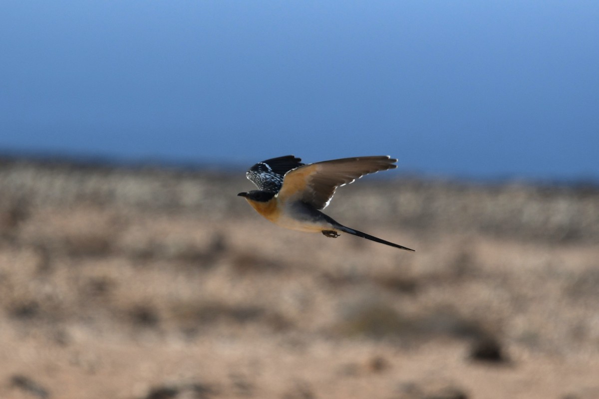 Great Spotted Cuckoo - ML612271720