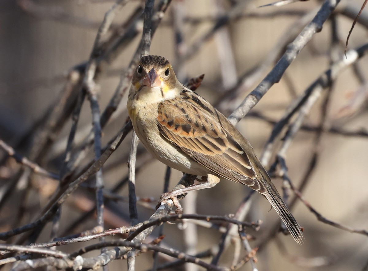 Dickcissel - Patricia Schleiffer