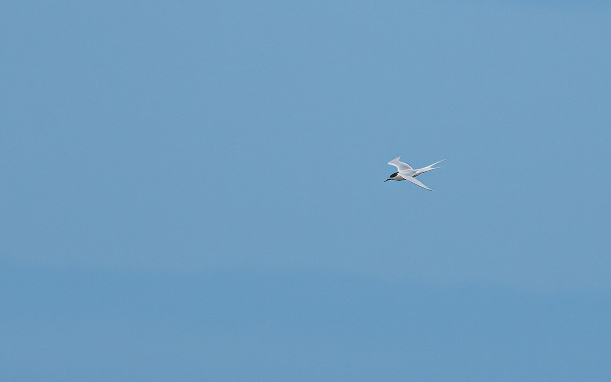 White-fronted Tern - ML612271736