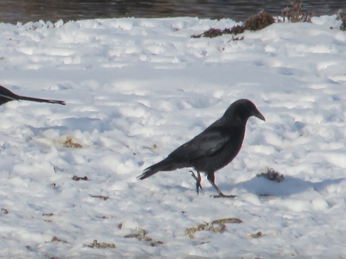 American Crow - ML612271838