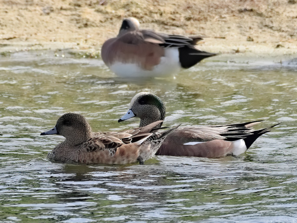 American Wigeon - Brett Bickel