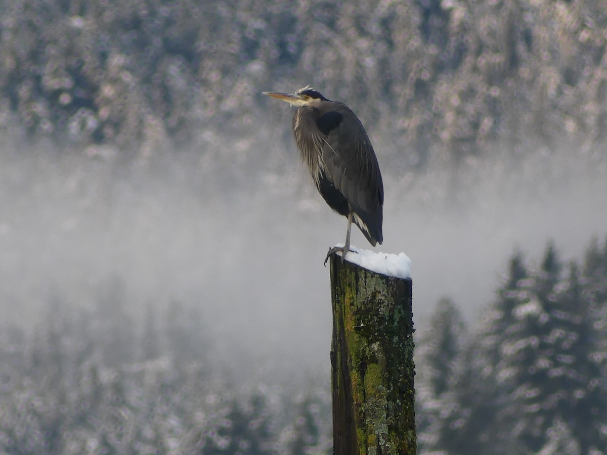 Great Blue Heron - ML612271974