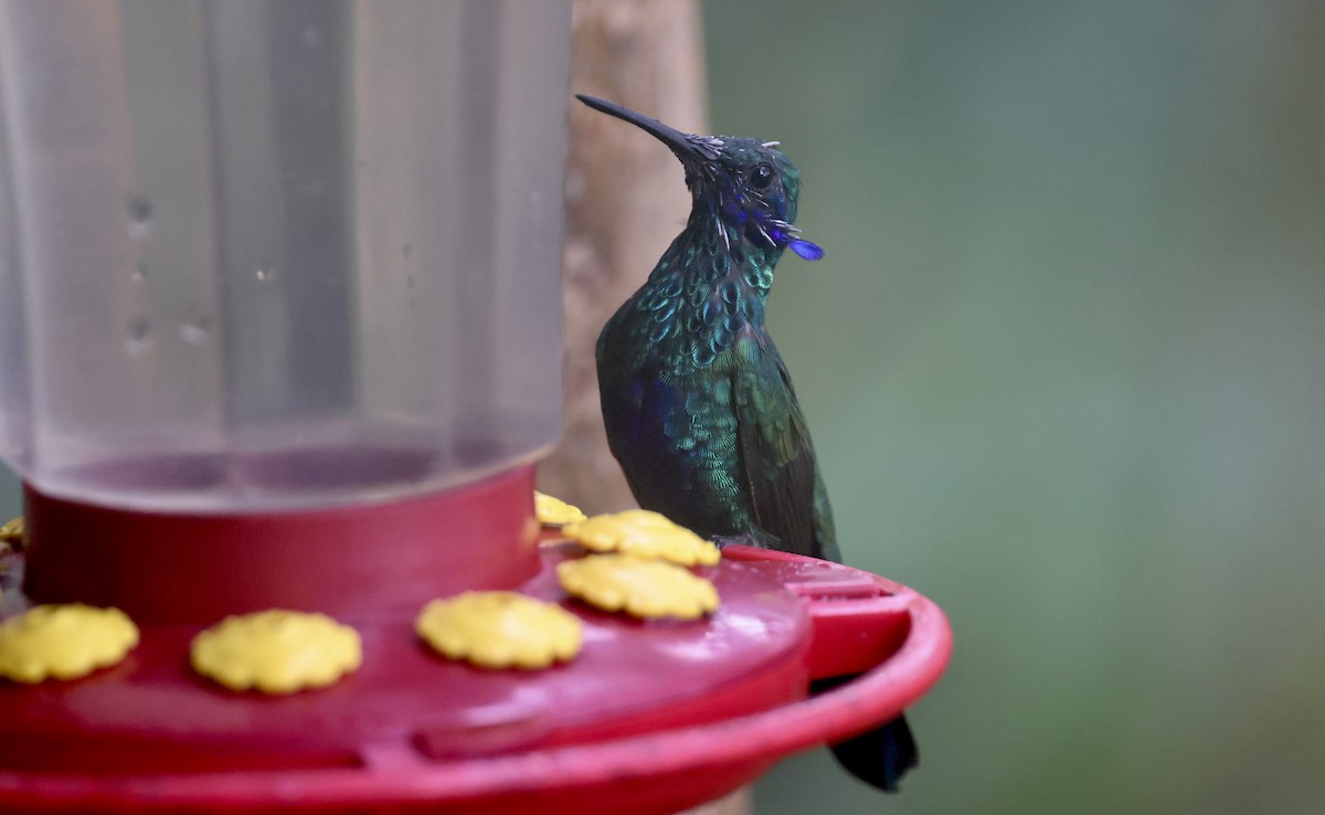 Colibrí Rutilante - ML612272005