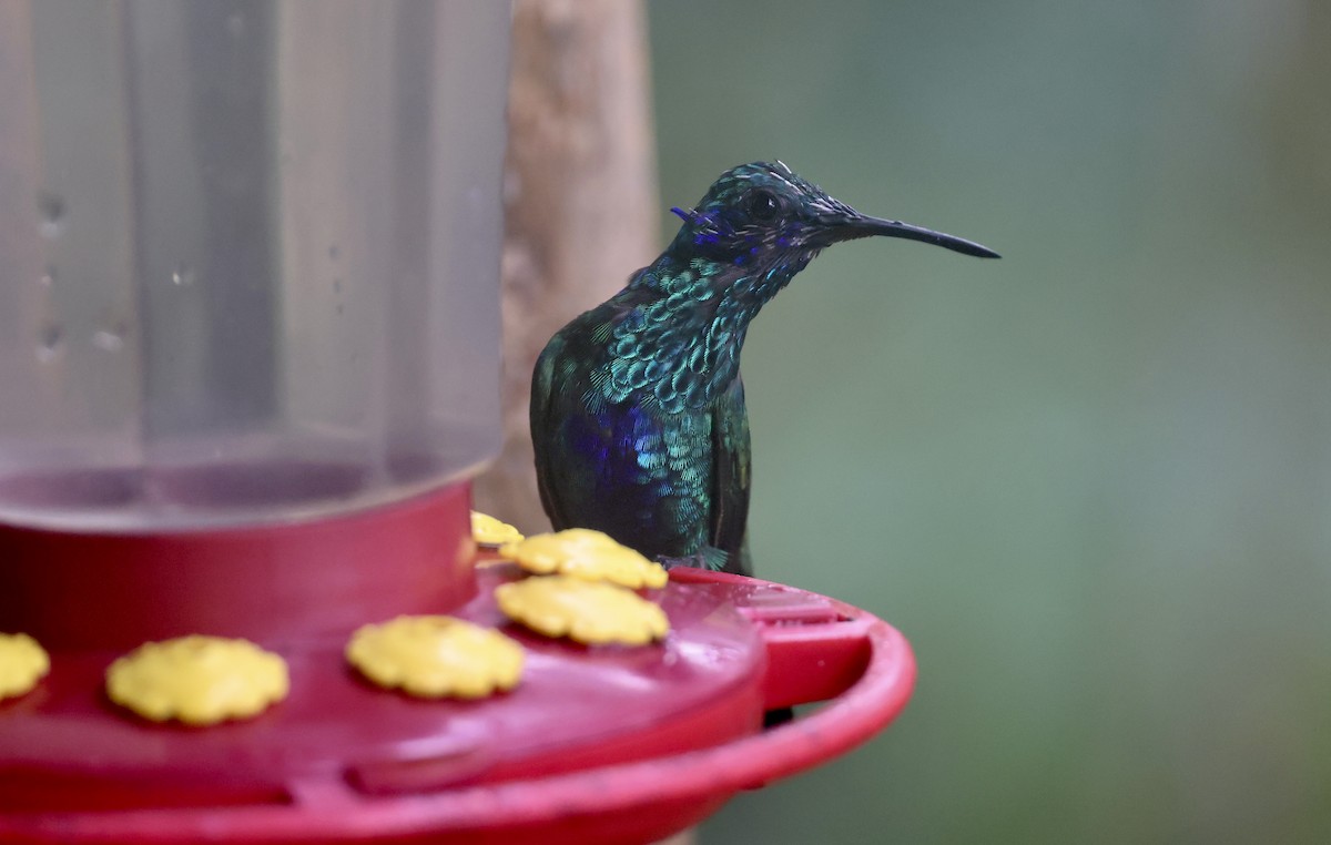 Colibrí Rutilante - ML612272007