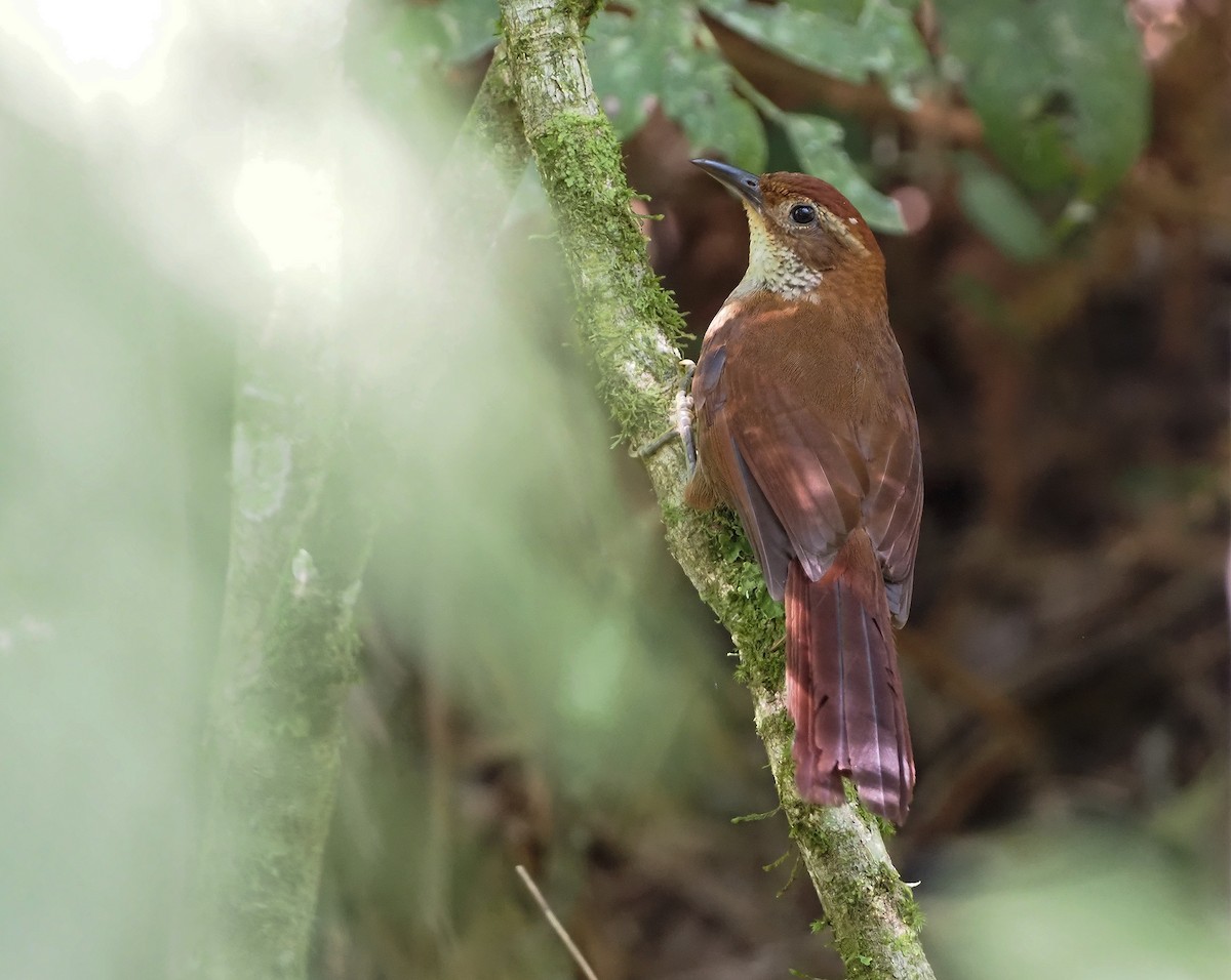 Canebrake Groundcreeper - ML612272008